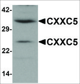 Anti-CXXC5 antibody produced in rabbit affinity isolated antibody, buffered aqueous solution