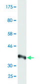 Monoclonal Anti-WRN, (C-terminal) antibody produced in mouse clone 2F7, purified immunoglobulin, buffered aqueous solution