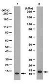 Anti-trimethyl-Histone H4 (Lys20) Antibody from rabbit, purified by affinity chromatography