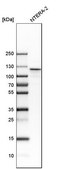 Anti-NOP2 antibody produced in rabbit Prestige Antibodies&#174; Powered by Atlas Antibodies, affinity isolated antibody, buffered aqueous glycerol solution