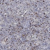 Anti-GZMA antibody produced in rabbit Prestige Antibodies&#174; Powered by Atlas Antibodies, affinity isolated antibody, buffered aqueous glycerol solution