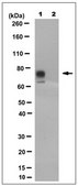 Anti-CD36 Antibody, clone Long 6 clone Long 6, from mouse