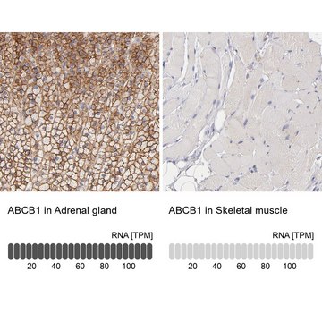 Anti-ABCB1 antibody produced in rabbit Prestige Antibodies&#174; Powered by Atlas Antibodies, affinity isolated antibody, buffered aqueous glycerol solution