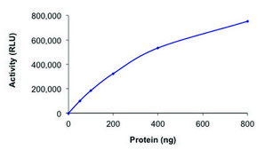 SIRT6, active, His tagged human recombinant, expressed in baculovirus infected Sf9 cells, &#8805;70% (SDS-PAGE), buffered aqueous glycerol solution
