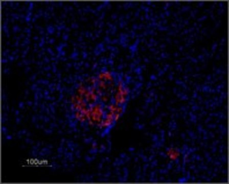 Anti-Potassium Channel Kv2.1 (DRK1) antibody produced in rabbit IgG fraction of antiserum, lyophilized powder