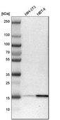 Anti-ACP1 antibody produced in rabbit Prestige Antibodies&#174; Powered by Atlas Antibodies, affinity isolated antibody, buffered aqueous glycerol solution