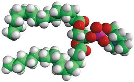 15:0 PC 1,2-dipentadecanoyl-sn-glycero-3-phosphocholine, powder