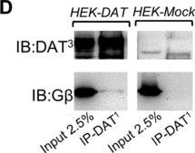 Anti-Dopamine Transporter Antibody, NT, clone DAT-Nt culture supernatant, clone DAT-Nt, Chemicon&#174;
