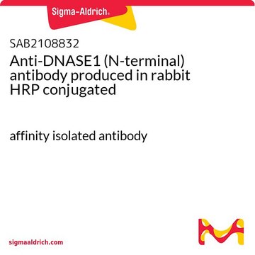 Anti-DNASE1 (N-terminal) antibody produced in rabbit HRP conjugated affinity isolated antibody