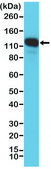 Anti-CD146 antibody, Rabbit monoclonal recombinant, expressed in HEK 293 cells, clone RM249, purified immunoglobulin