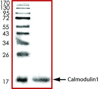 Calmodulin1, His tagged human recombinant, expressed in E. coli, &#8805;70% (SDS-PAGE), buffered aqueous glycerol solution
