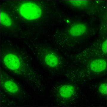 SKOV3 Cells GFP-STAT3