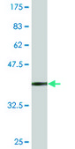 Monoclonal Anti-SCTR antibody produced in mouse clone 3H1, purified immunoglobulin, buffered aqueous solution
