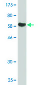 Monoclonal Anti-AHSG, (C-terminal) antibody produced in mouse clone 1D8, purified immunoglobulin, buffered aqueous solution