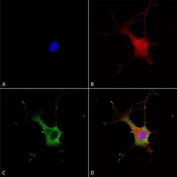 Monoclonal Anti-Versican - Hrp antibody produced in mouse clone S351-23, purified immunoglobulin