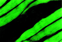 Monoclonal Anti-Actin (&#945;-Sarcomeric) antibody produced in mouse clone 5C5, ascites fluid