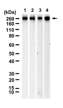 Anti-Myosin-11 Antibody, clone 1L21 ZooMAb&#174; Rabbit Monoclonal recombinant, expressed in HEK 293 cells