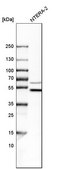 Anti-WIPI2 antibody produced in rabbit Prestige Antibodies&#174; Powered by Atlas Antibodies, affinity isolated antibody, buffered aqueous glycerol solution, Ab1