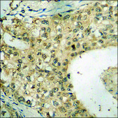Anti-phospho-c-Jun (pSer63) antibody produced in rabbit affinity isolated antibody