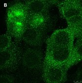 Anti-PVR (CD155) Antibody, clone 4B3 ZooMAb&#174; Rabbit Monoclonal recombinant, expressed in HEK 293 cells