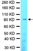Anti-FOXO3A Antibody from rabbit, purified by affinity chromatography