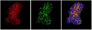 Anti-Post Synaptic Density Protein 95 Antibody, clone 6G6-1C9 clone 6G6-1C9, Chemicon&#174;, from mouse