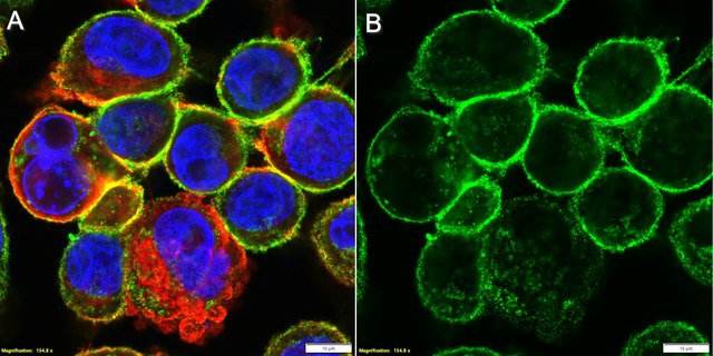 Anti-APN/CD13 Antibody, clone BR2 ZooMAb&#174; Mouse Monoclonal recombinant, expressed in HEK 293 cells