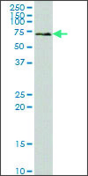 Monoclonal Anti-SYK antibody produced in mouse clone 4A7, ascites fluid