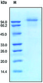 EGFR/ErbB1 human recombinant, expressed in HEK 293 cells, &#8805;95% (SDS-PAGE)