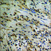 Anti-phospho-AurA (pSer342) antibody produced in rabbit affinity isolated antibody