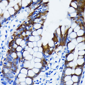 Anti-I&#954;B&#945; Antibody, clone 9H7X4, Rabbit Monoclonal
