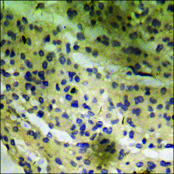 Anti-phospho-PLK1 (pThr210) antibody produced in rabbit affinity isolated antibody