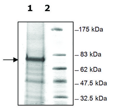 FBXL10 human recombinant, expressed in baculovirus infected Sf9 cells, &#8805;80% (SDS-PAGE)