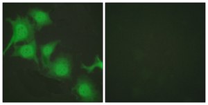 Anti-NRF2 antibody produced in rabbit affinity isolated antibody