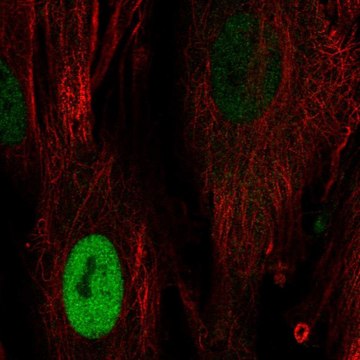 Anti-CCND1 antibody produced in rabbit Prestige Antibodies&#174; Powered by Atlas Antibodies, affinity isolated antibody