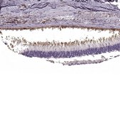 Anti-PRPH2 antibody produced in rabbit Prestige Antibodies&#174; Powered by Atlas Antibodies, affinity isolated antibody, buffered aqueous glycerol solution