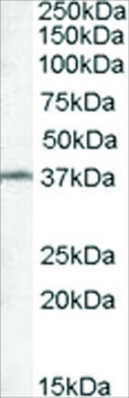 Anti-TSGA2 antibody produced in goat affinity isolated antibody, buffered aqueous solution