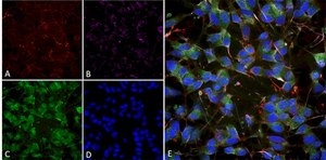 Monoclonal Anti-Mmp9 antibody produced in mouse clone S51-82, purified immunoglobulin
