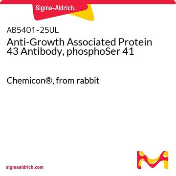 Anti-Growth Associated Protein 43 Antibody, phosphoSer 41 Chemicon&#174;, from rabbit