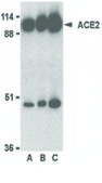 Anti-ACE2 antibody produced in rabbit affinity isolated antibody