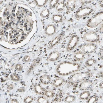 Anti-EVC antibody produced in rabbit Prestige Antibodies&#174; Powered by Atlas Antibodies, affinity isolated antibody, buffered aqueous glycerol solution