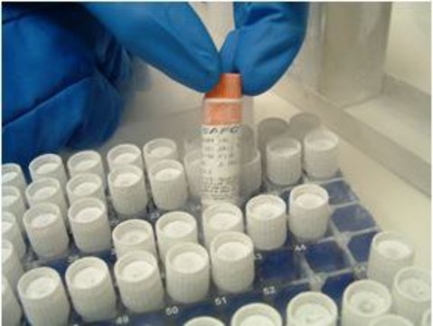 CHOZN&#174; CHO K1 Host Cell Line Suspension-adapted in CD media