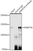 Anti- DNMT3A antibody produced in rabbit
