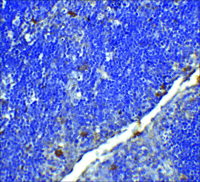 Monoclonal Anti-CD4L antibody produced in mouse clone 9H5A8, purified immunoglobulin, buffered aqueous solution