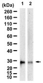 Anti-SOCS-3 Antibody, clone 2N6 ZooMAb&#174; Rabbit Monoclonal recombinant, expressed in HEK 293 cells