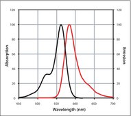 Anti-Mouse IgG (H+L), CF&#8482; 568 antibody produced in goat ~2&#160;mg/mL, affinity isolated antibody
