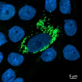Anti-GATM/AGAT Antibody, clone 1F4 ZooMAb&#174; Rabbit Monoclonal recombinant, expressed in HEK 293 cells