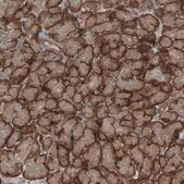 Anti-KANK4 antibody produced in rabbit Prestige Antibodies&#174; Powered by Atlas Antibodies, affinity isolated antibody, buffered aqueous glycerol solution