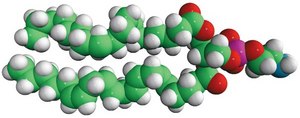 18:0-20:4 PE 1-stearoyl-2-arachidonoyl-sn-glycero-3-phosphoethanolamine, chloroform