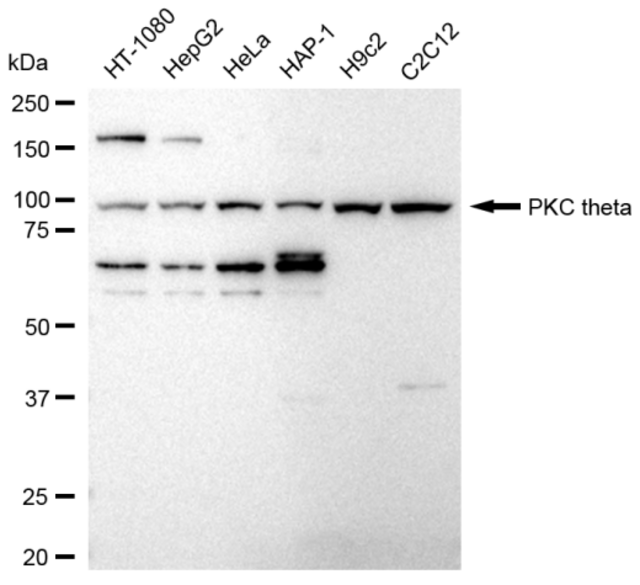 Anti PKC theta Antibody, clone 23GB4105, Rabbit Monoclonal clone 23GB4105, recombinant rabbit monoclonal, expressed in HEK293 cells